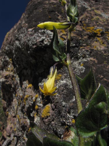 Фотография Solanaceae sp. #1993 (). Щелкните, чтобы увеличить вырез.
