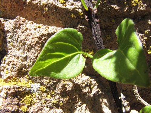 Image of Solanaceae sp. #1993 (). Click to enlarge parts of image.