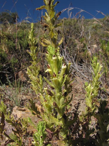 Image of Unidentified Plant sp. #3129 (). Click to enlarge parts of image.