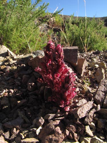 Imágen de Planta no identificada sp. #2459 (). Haga un clic para aumentar parte de imágen.