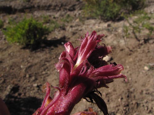 Image of Unidentified Plant sp. #2459 (). Click to enlarge parts of image.