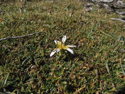 Asteraceae sp. #3168的照片