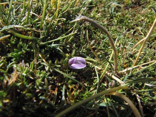 Bild von Fabaceae sp. #2464 (). Klicken Sie, um den Ausschnitt zu vergrössern.