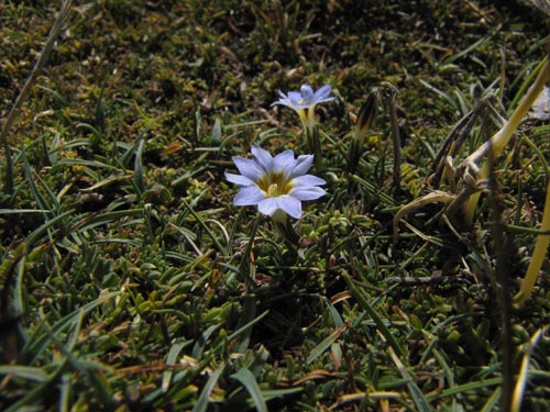 Imágen de Planta no identificada sp. #3169 (). Haga un clic para aumentar parte de imágen.