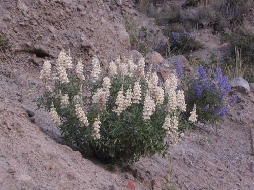 Image of Lupinus oreophilus var. alba (). Click to enlarge parts of image.