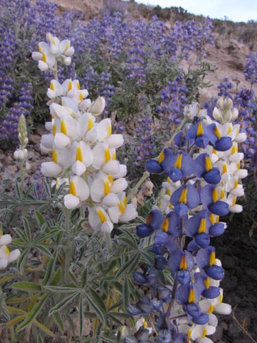 Image of Lupinus oreophilus var. alba (). Click to enlarge parts of image.