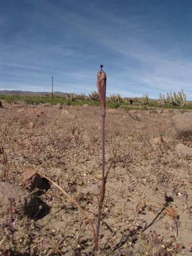 Imágen de Mastigostyla cyrtophylla (). Haga un clic para aumentar parte de imágen.