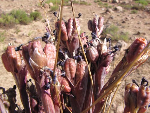 Image of Mastigostyla cyrtophylla (). Click to enlarge parts of image.