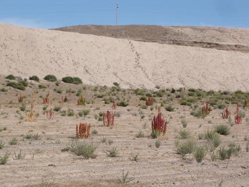 Image of Chenopodium quinoa (). Click to enlarge parts of image.