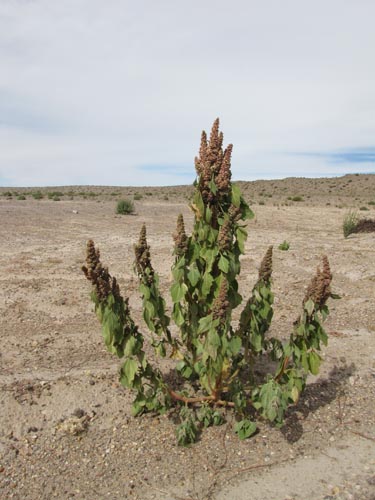 Фотография Chenopodium quinoa (). Щелкните, чтобы увеличить вырез.