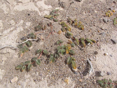 Imágen de Fabaceae sp. #3137 (). Haga un clic para aumentar parte de imágen.