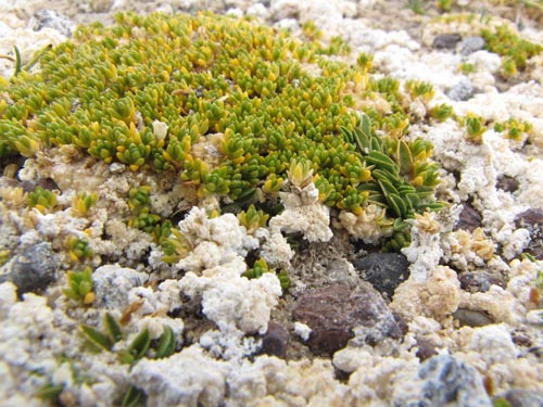 Imágen de Planta no identificada sp. #3135 (). Haga un clic para aumentar parte de imágen.