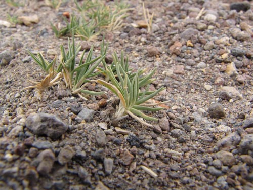 Imágen de Planta no identificada sp. #3132 (). Haga un clic para aumentar parte de imágen.