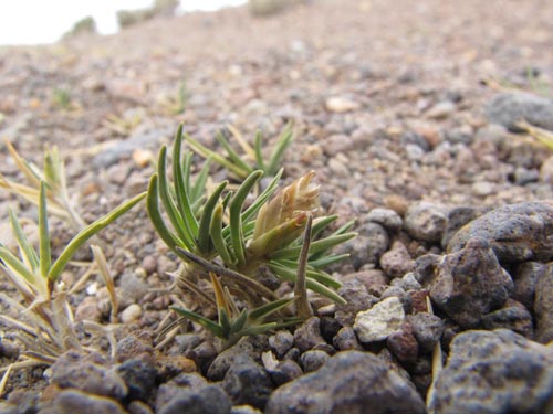 Image of Unidentified Plant sp. #3132 (). Click to enlarge parts of image.