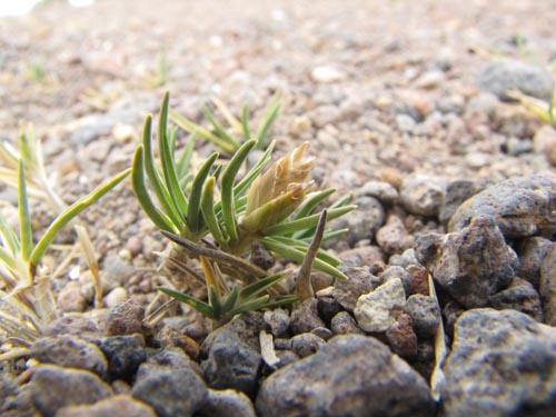 Imágen de Planta no identificada sp. #3132 (). Haga un clic para aumentar parte de imágen.