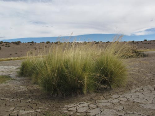 Imágen de Poaceae sp. #2466 (). Haga un clic para aumentar parte de imágen.