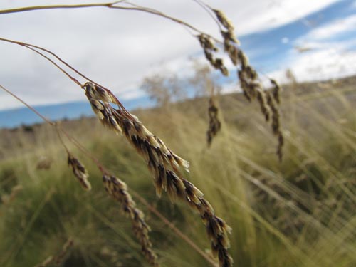 Poaceae sp. #2466の写真