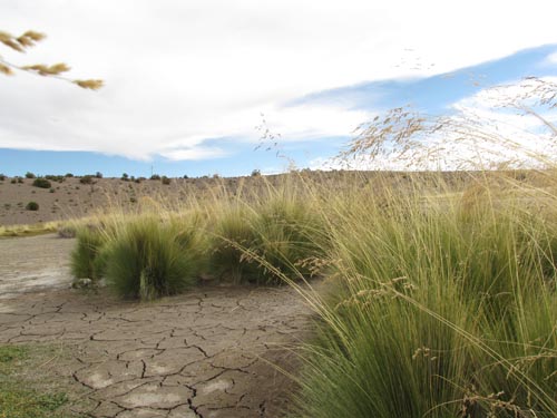 Imágen de Poaceae sp. #2466 (). Haga un clic para aumentar parte de imágen.