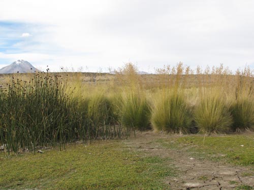 Bild von Poaceae sp. #2466 (). Klicken Sie, um den Ausschnitt zu vergrössern.