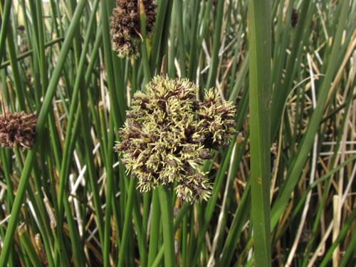 Imágen de Carex sp. #3134 (). Haga un clic para aumentar parte de imágen.