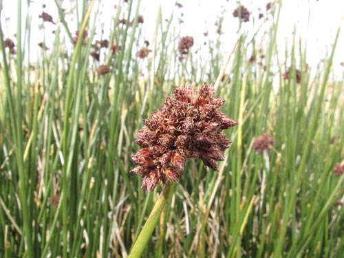 Imágen de Carex sp. #3134 (). Haga un clic para aumentar parte de imágen.