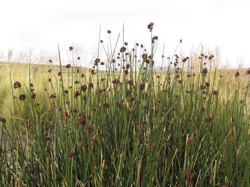 Imágen de Carex sp. #3134 (). Haga un clic para aumentar parte de imágen.