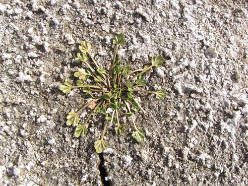 Фотография Не определенное растение sp. #3133 (). Щелкните, чтобы увеличить вырез.