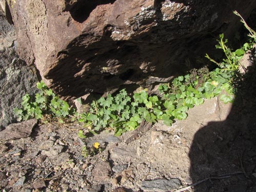 Image of Bowlesia tropaeolifolia (). Click to enlarge parts of image.