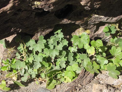 Bild von Bowlesia tropaeolifolia (). Klicken Sie, um den Ausschnitt zu vergrössern.