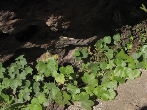 Image of Bowlesia tropaeolifolia (). Click to enlarge parts of image.