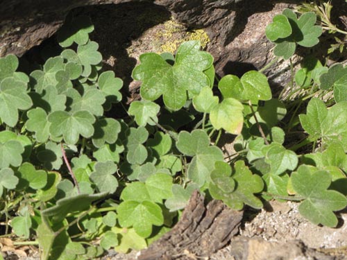 Image of Bowlesia tropaeolifolia (). Click to enlarge parts of image.