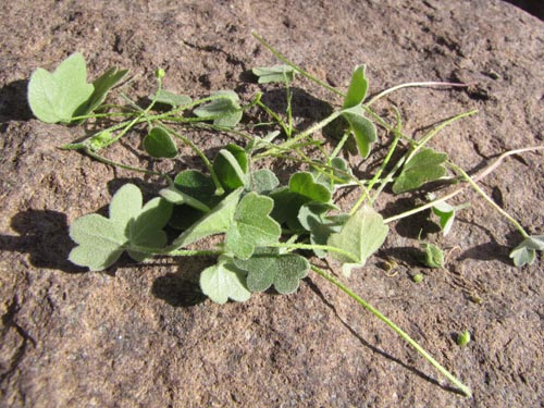 Image of Bowlesia tropaeolifolia (). Click to enlarge parts of image.