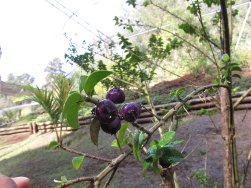 Rhaphithamnus venustusの写真