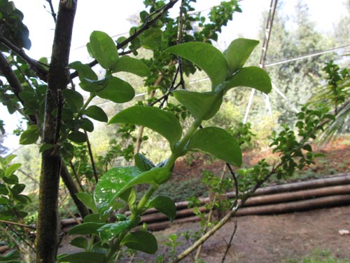 Bild von Rhaphithamnus venustus (). Klicken Sie, um den Ausschnitt zu vergrössern.