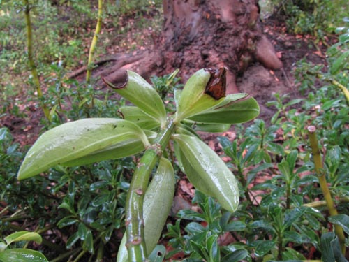 Bild von Peperomia berteroana (). Klicken Sie, um den Ausschnitt zu vergrössern.