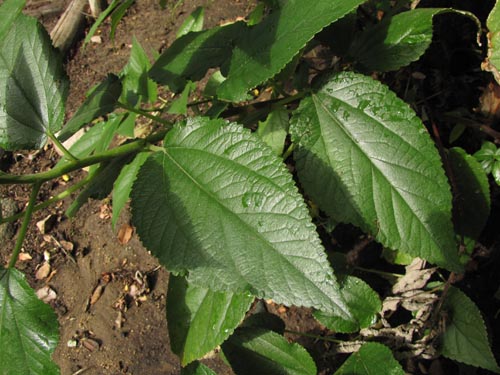 Imágen de Boehmeria excelsa (). Haga un clic para aumentar parte de imágen.