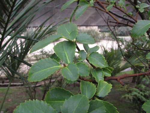 Azara celastrina var. Fernandezianaの写真