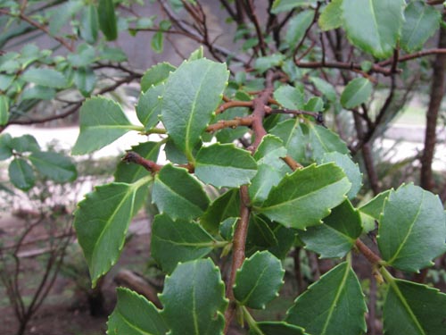 Azara celastrina var. Fernandezianaの写真