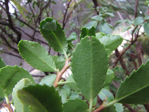 Image of Azara celastrina var. Fernandeziana (). Click to enlarge parts of image.