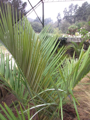 Image of Juania australis (). Click to enlarge parts of image.