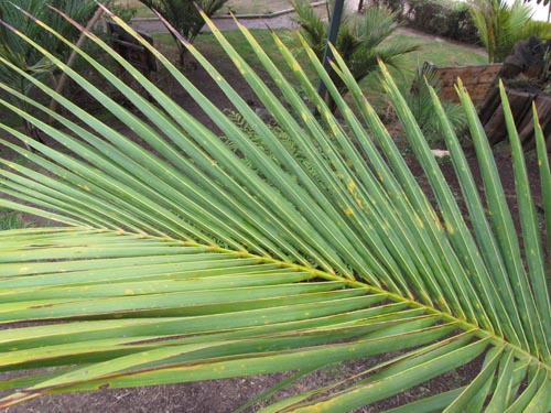 Image of Juania australis (). Click to enlarge parts of image.