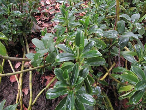 Peperomia berteroanaの写真