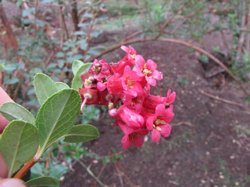 Imágen de Escallonia callcottiae (). Haga un clic para aumentar parte de imágen.