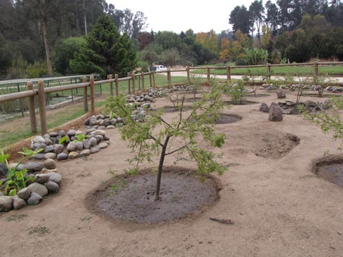 Imágen de Sophora toromiro (). Haga un clic para aumentar parte de imágen.