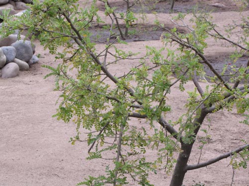 Bild von Sophora toromiro (). Klicken Sie, um den Ausschnitt zu vergrössern.