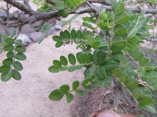 Imágen de Sophora toromiro (). Haga un clic para aumentar parte de imágen.