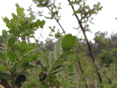 Sophora toromiro的照片