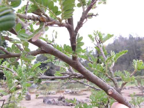 Sophora toromiro的照片