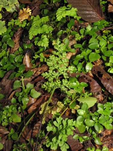 Image of Unidentified Plant (Fern) sp. #3183 (). Click to enlarge parts of image.