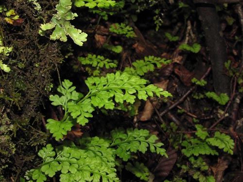 Image of Unidentified Plant (Fern) sp. #3183 (). Click to enlarge parts of image.